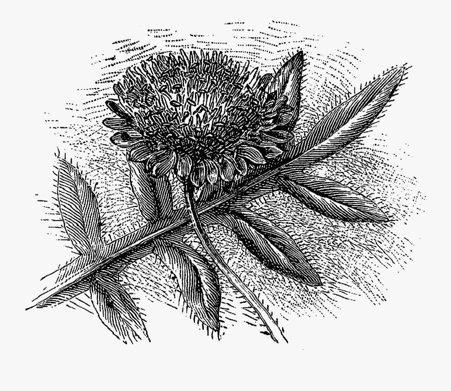 Digital Stamp Design - Sketch, Transparent Clipart