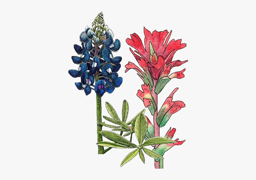 Wildflowers - Castilleja, Transparent Clipart