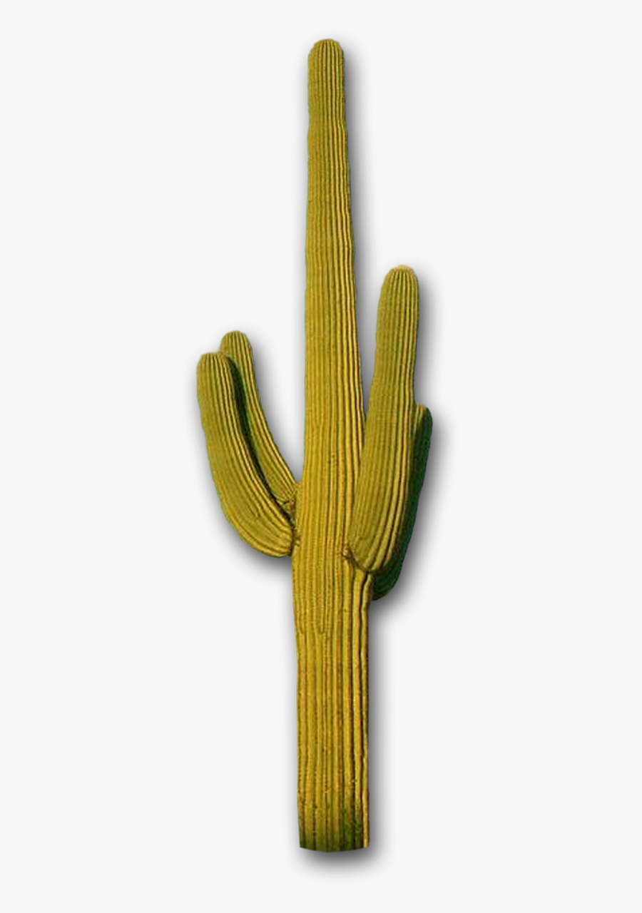 Cactus, Mountains The Distance Steve Lovelace - Saguaro, Transparent Clipart