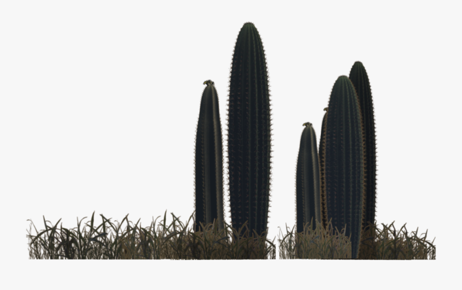 Saguaro - Desert Plants Png, Transparent Clipart