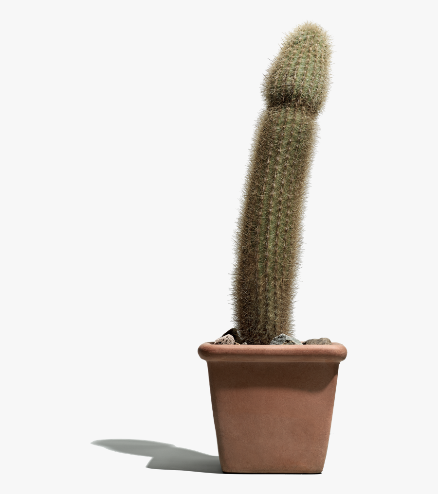 Cactus, Momwasher Ads Deemed Inappropriate Because - Erectile Dysfunction Hims, Transparent Clipart