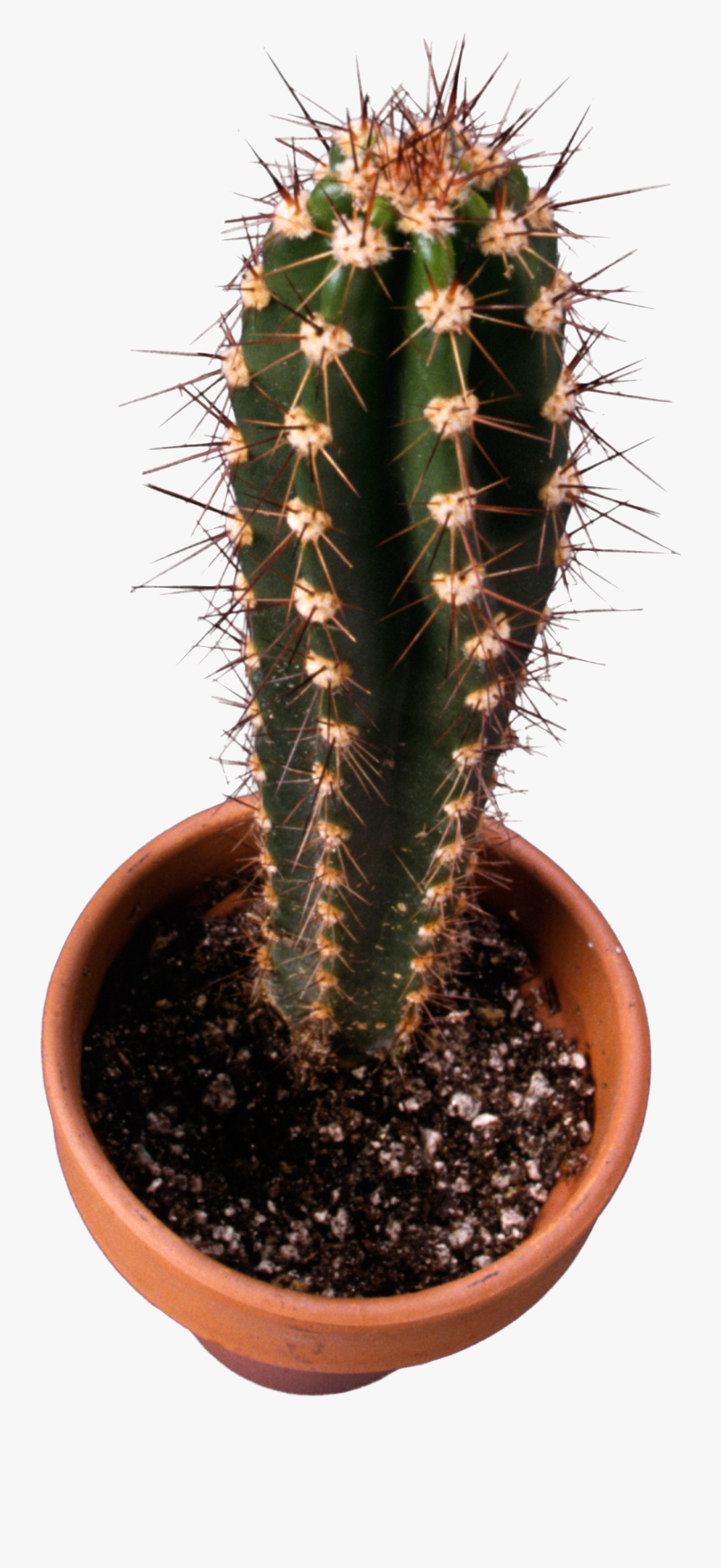 Cactus Png Image - Cactus Top View, Transparent Clipart
