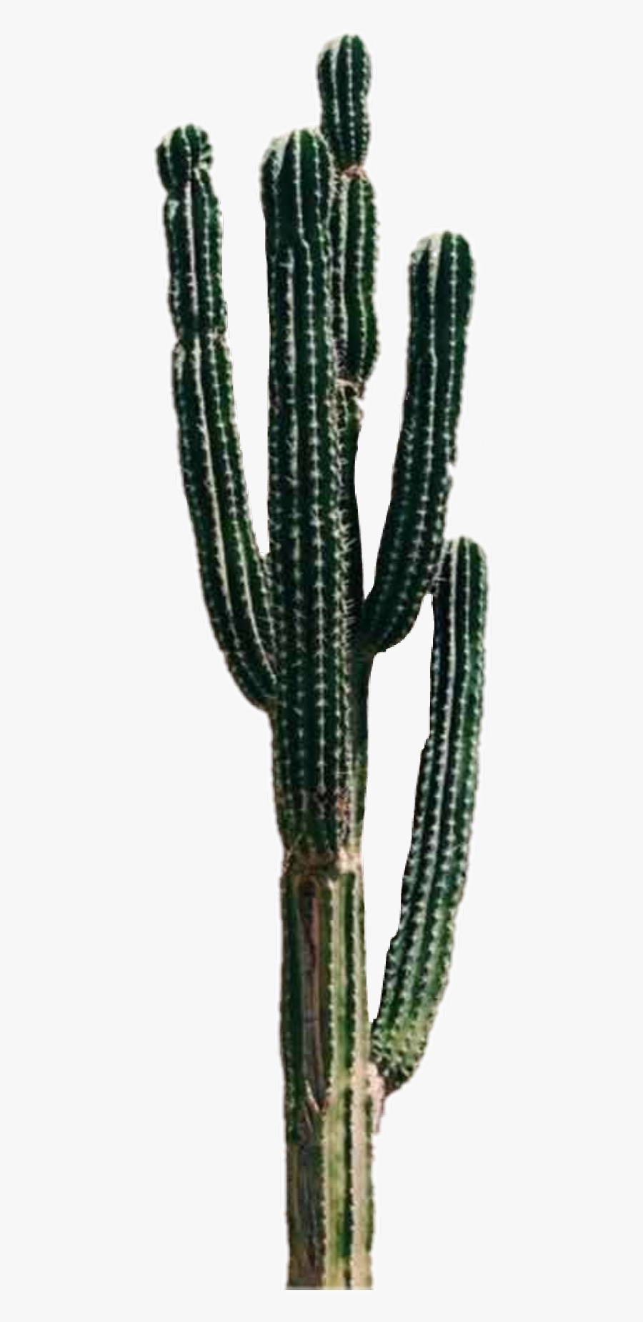 Cactus Plant Freetoedit - Aesthetic Cactus, Transparent Clipart