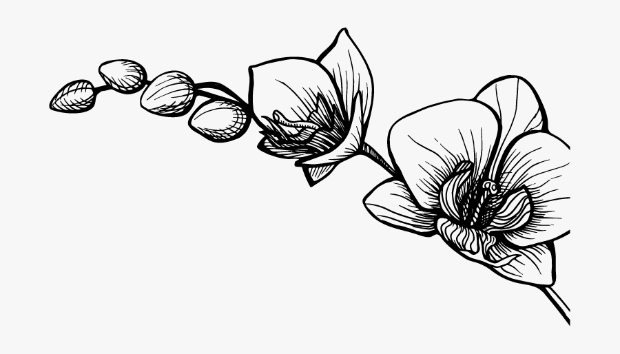 Transparent Scratch Clipart - Rose, Transparent Clipart