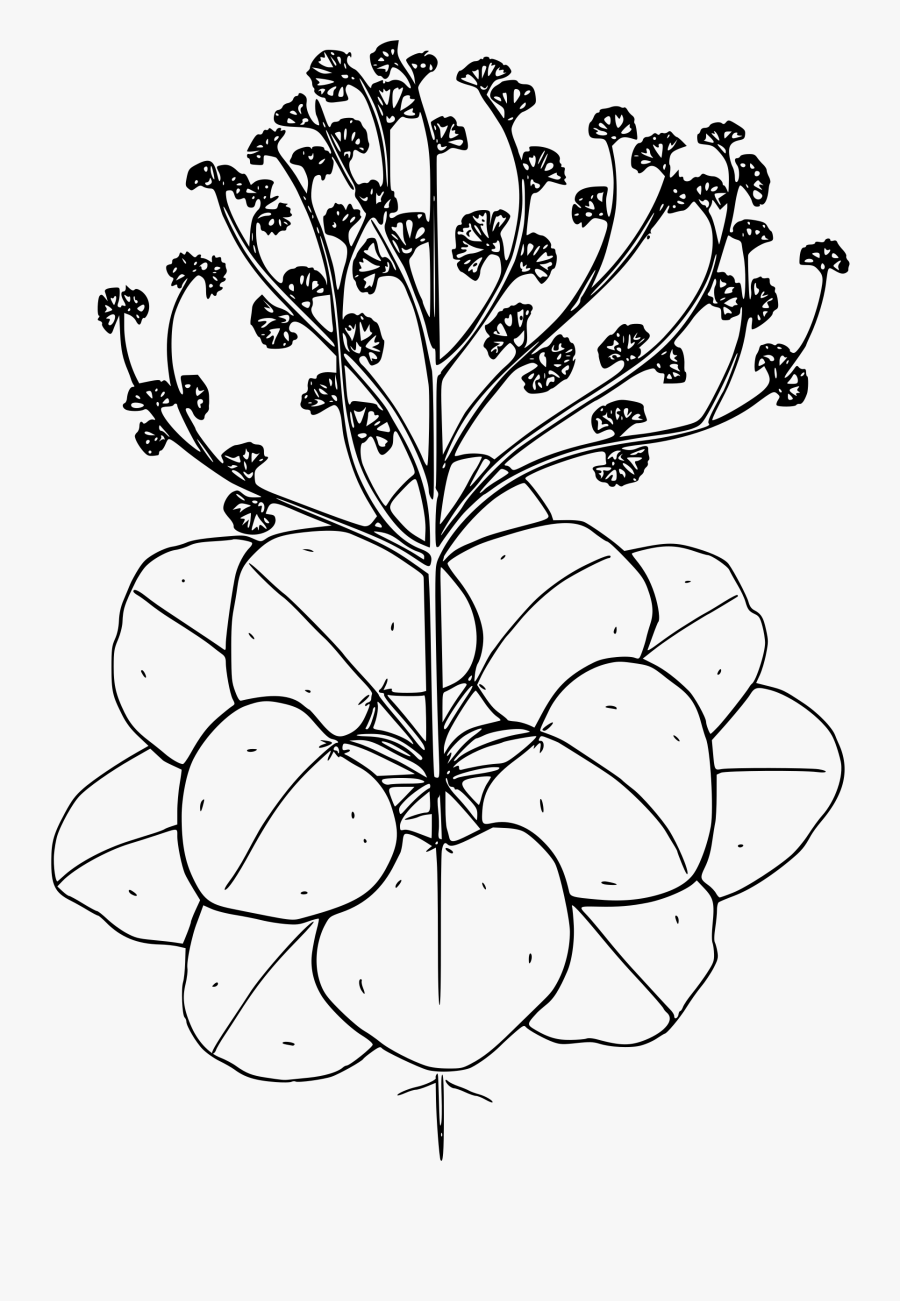 Broom Buckwheat Clip Arts - Line Art, Transparent Clipart