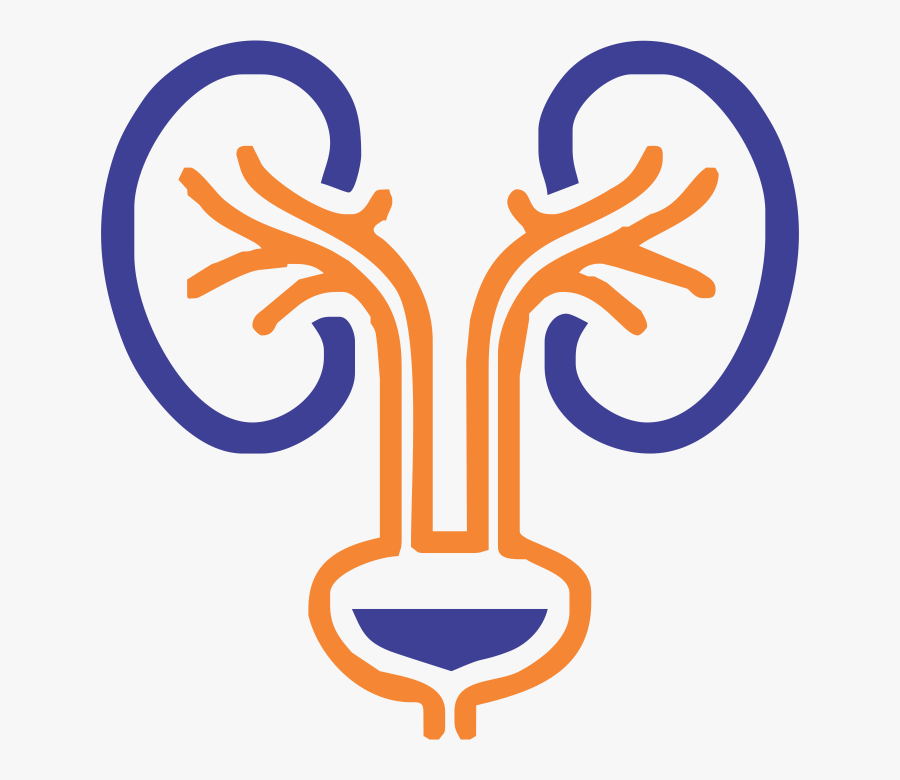 Clip Art Healthcare Library Stock - Urology Logo Png, Transparent Clipart