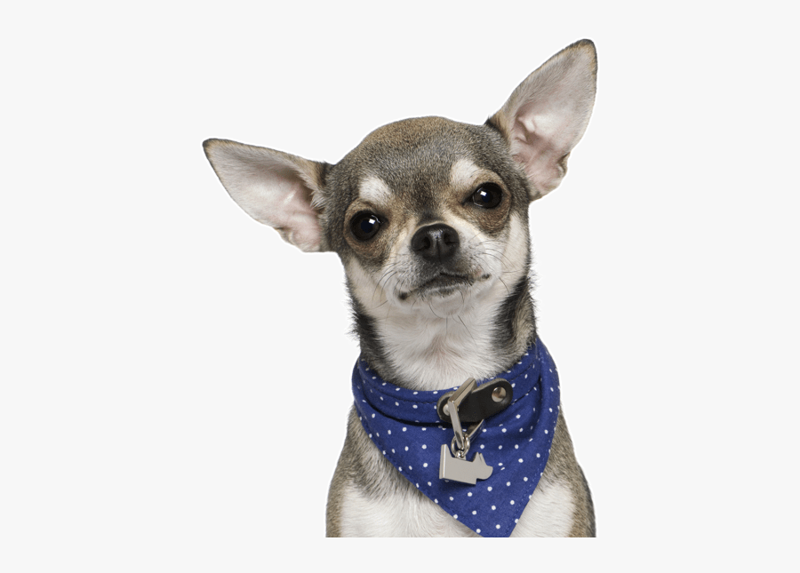 Clip Art Black Long Haired Chihuahua Dogs With Transparent