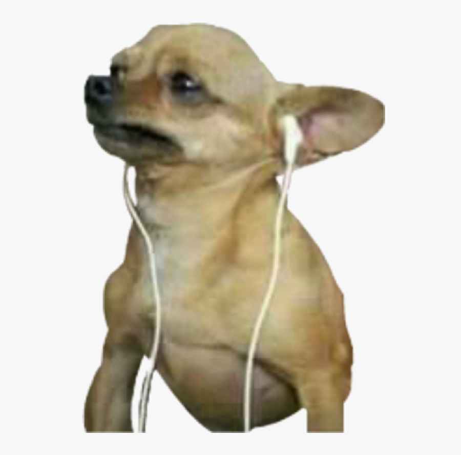 Sad Chihuahua Png, Transparent Clipart