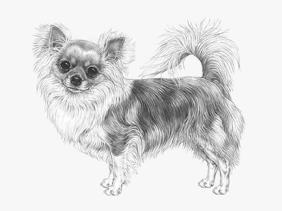 Long Haired Chihuahua Drawing, Transparent Clipart