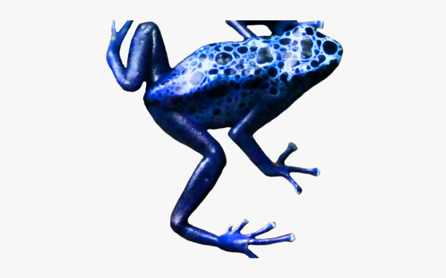 Poison Dart Frog Clip Art No Background, Transparent Clipart