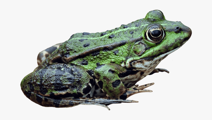 Ếch Png, Transparent Clipart