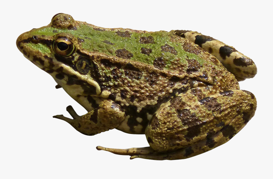 Frog Png Image Free Download Image, Frogs - Frog Png, Transparent Clipart