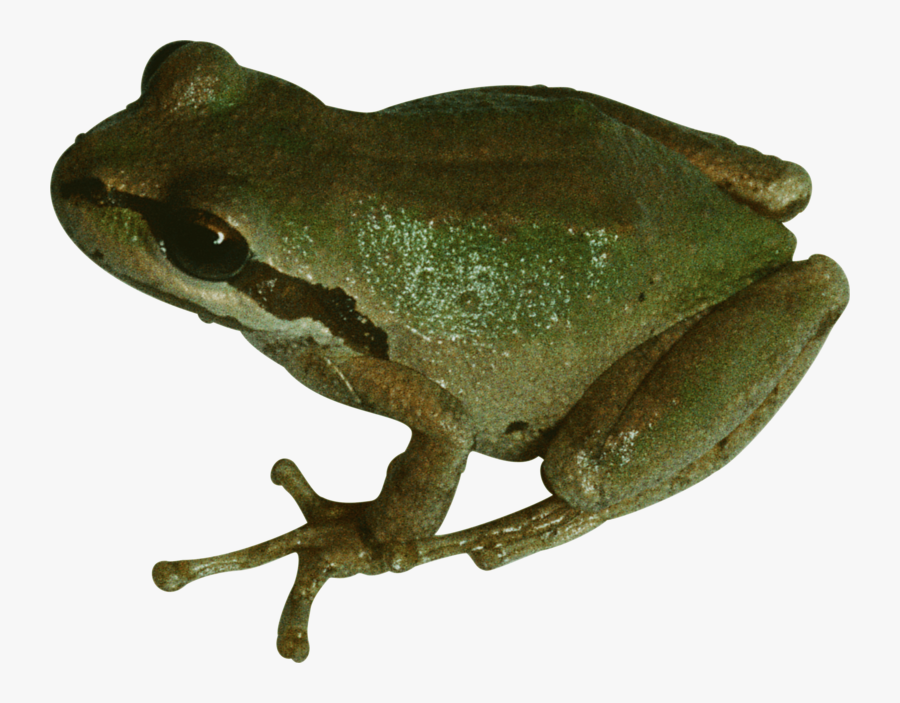 Frog Pet Png, Transparent Clipart