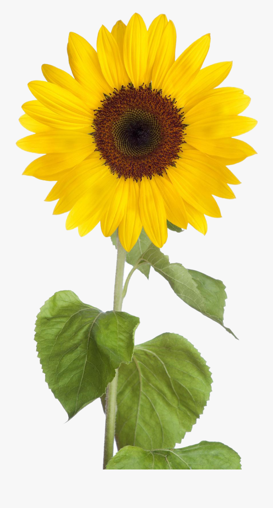 Sunflower Free Sunflower Clip Art Images Black And, Transparent Clipart