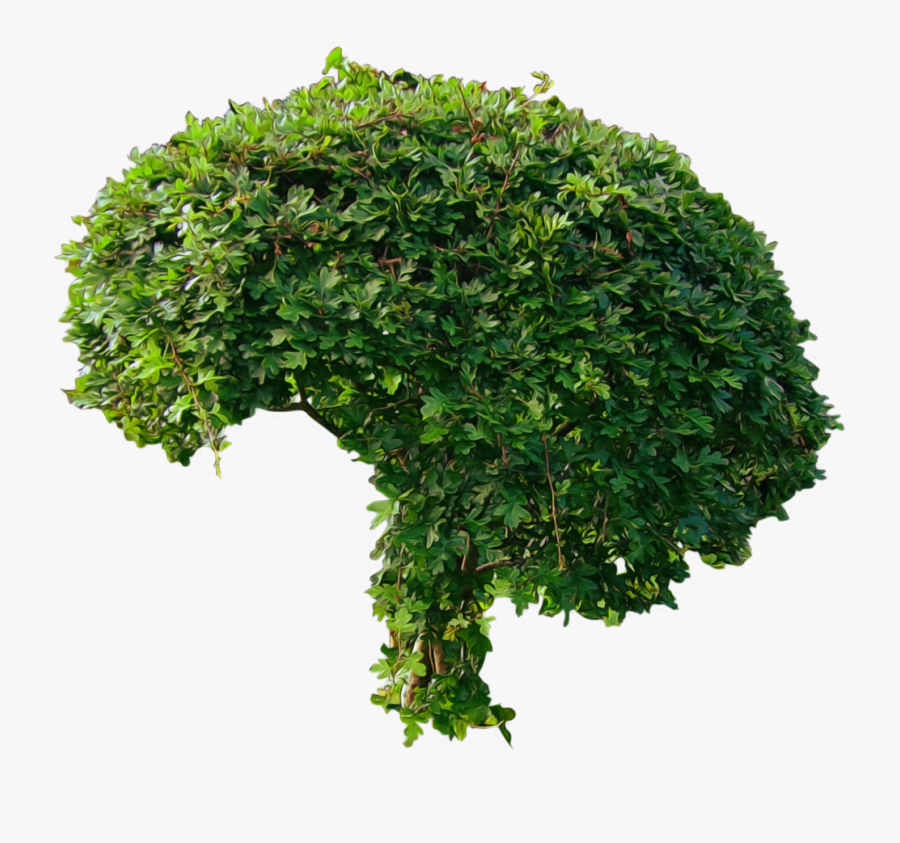 Bush Png Image, Transparent Clipart