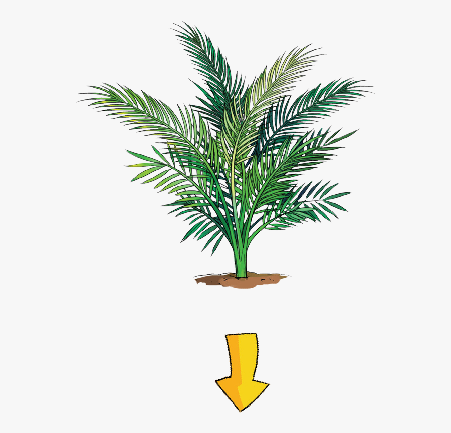 2b - Houseplant, Transparent Clipart