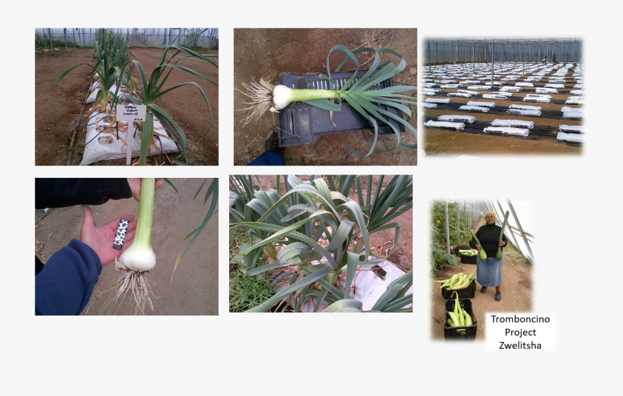 Leek Farm - Plantation - Plantation, Transparent Clipart