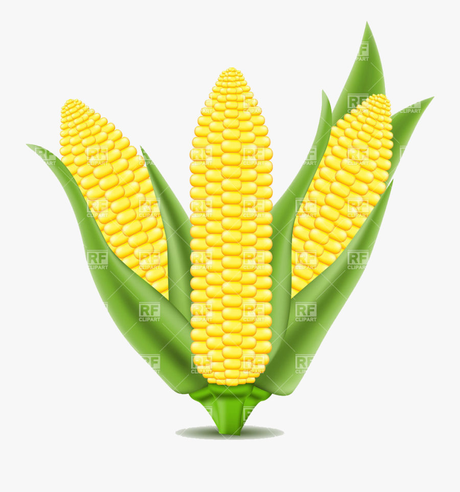 Corn On The Cob Clipart Transparent Png - Corn Illustration, Transparent Clipart
