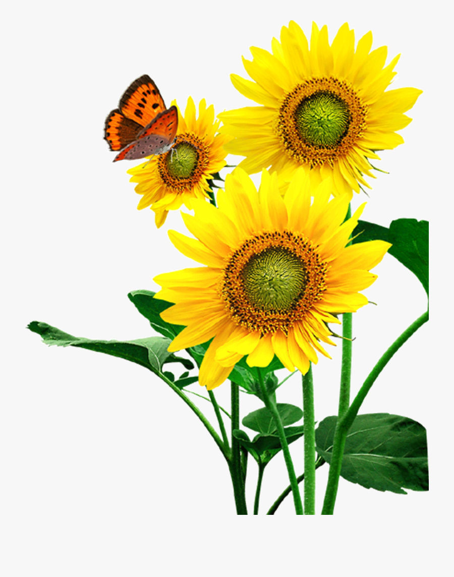 Transparent Sunflower Drawing Png - ดอก ทานตะวัน Png, Transparent Clipart