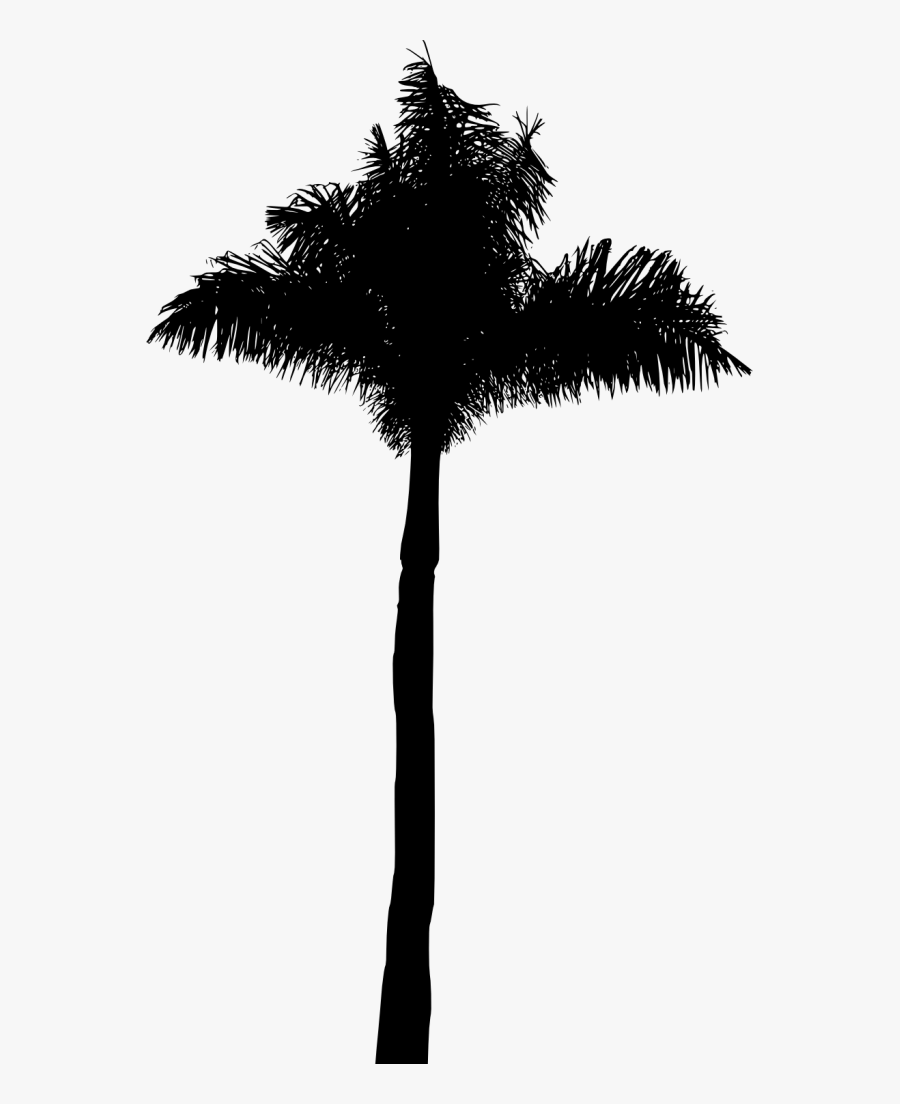 Attalea Speciosa, Transparent Clipart