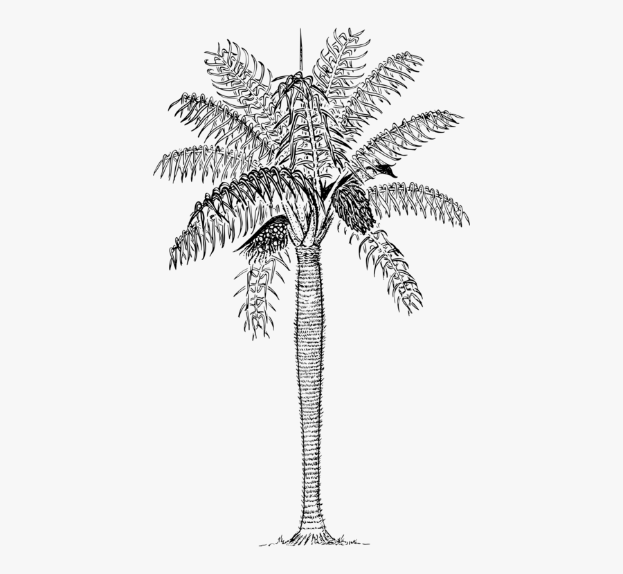 Line Art,plant,leaf - Gru Gru Palm, Transparent Clipart