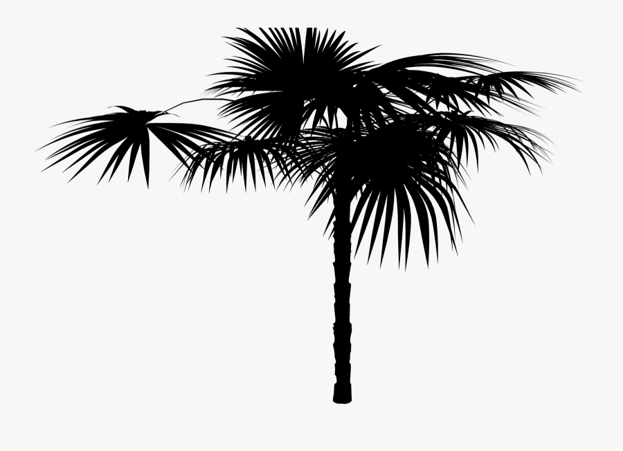 Asian Palmyra Palm Date Palm Palm Trees Silhouette - Attalea Speciosa, Transparent Clipart