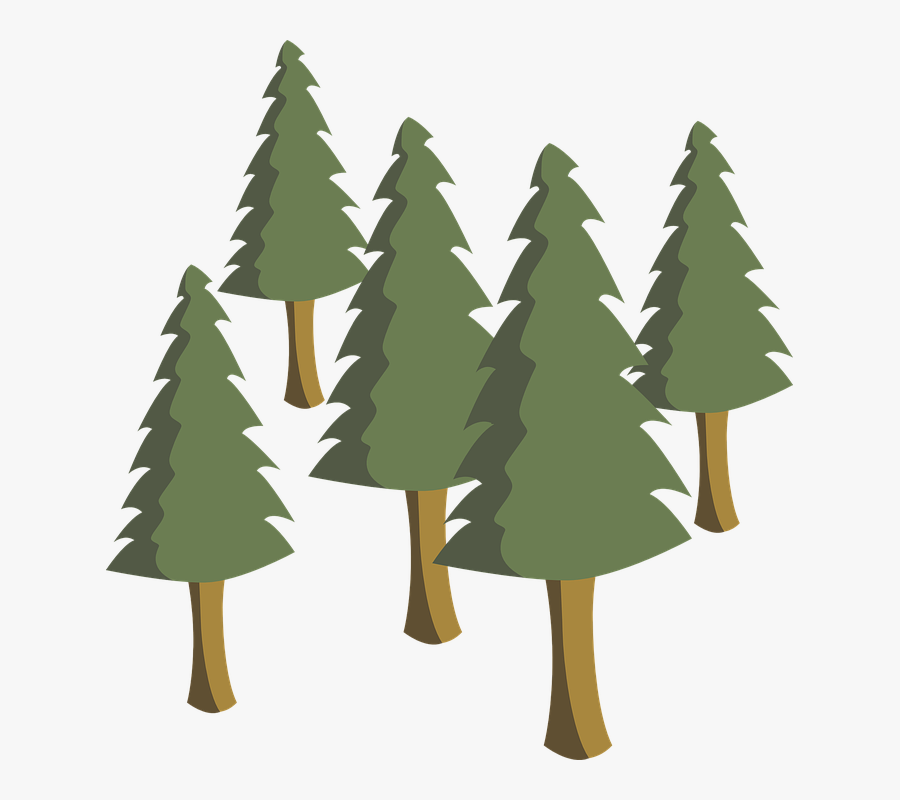 Trees, Pines, Pine Trees, Tree, Pine - Forest River Wifi Ranger, Transparent Clipart