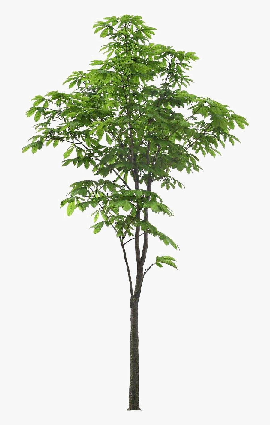 Transparent Landscaping Clipart Tree - Tree Foreground Psd, Transparent Clipart