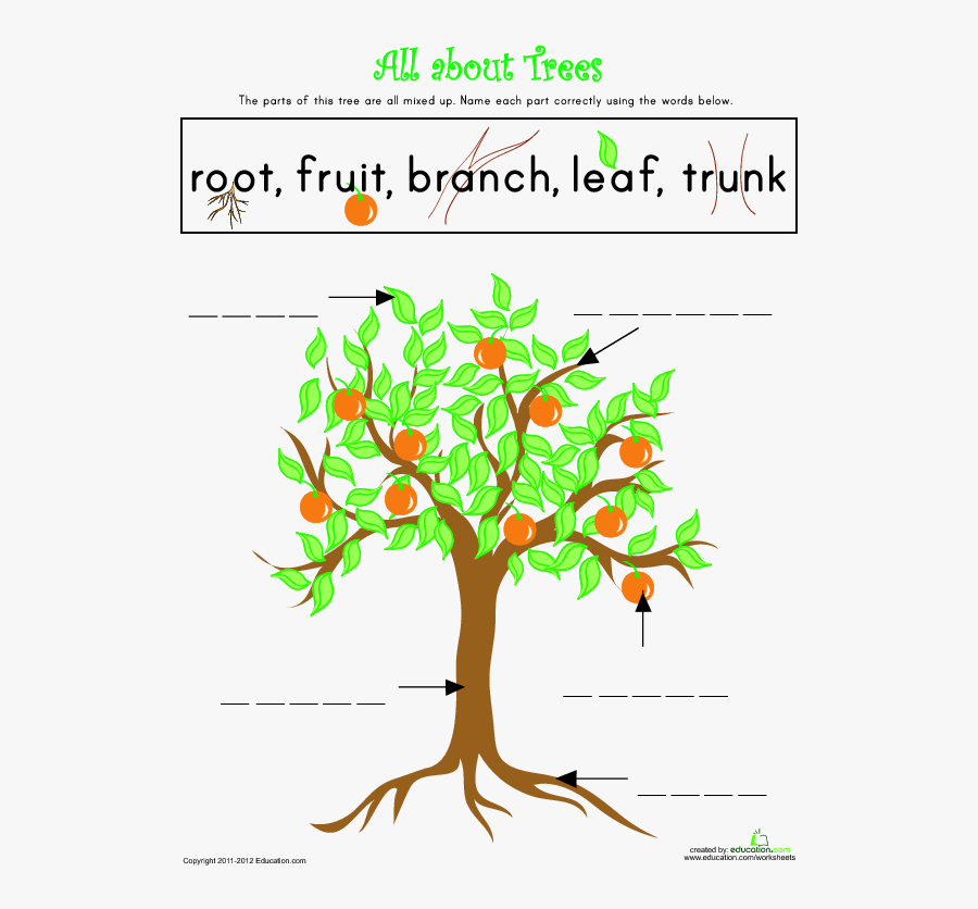 Parts Of A Tree Lesson Plan Education Com Rh Education, Transparent Clipart