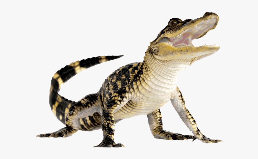 Alligator - Alligator Transparent Background, Transparent Clipart
