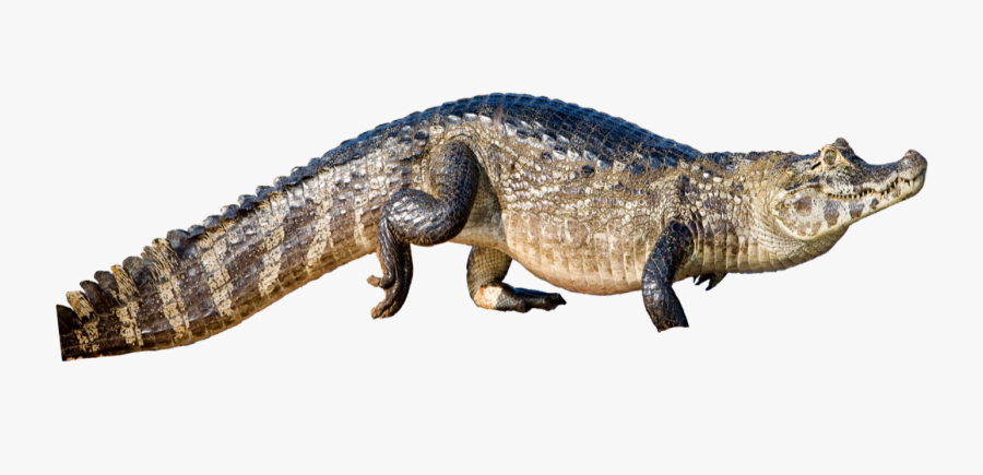 Transparent Alligator Png - American Crocodile, Transparent Clipart