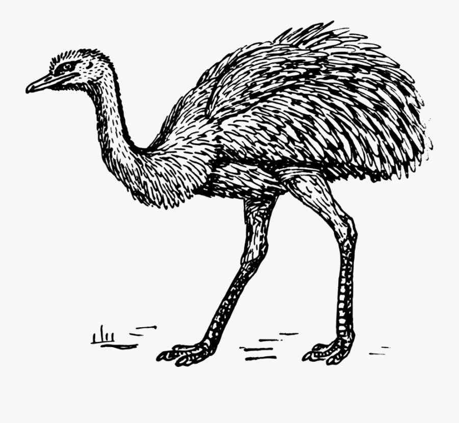 Flightless Bird,wildlife,water Bird - Rhea Clipart, Transparent Clipart