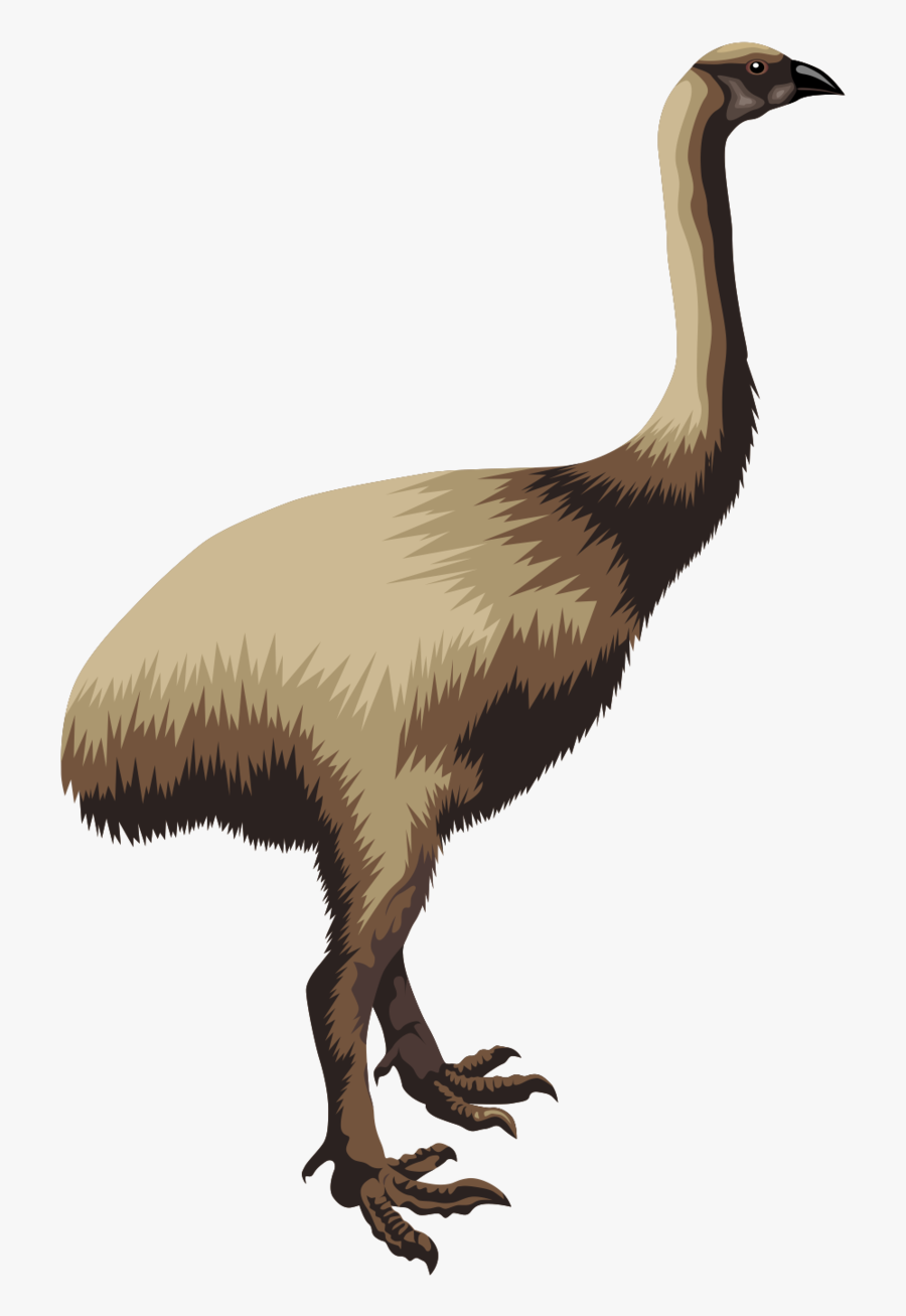 Transparent Emu Clipart - Moa Clipart, Transparent Clipart