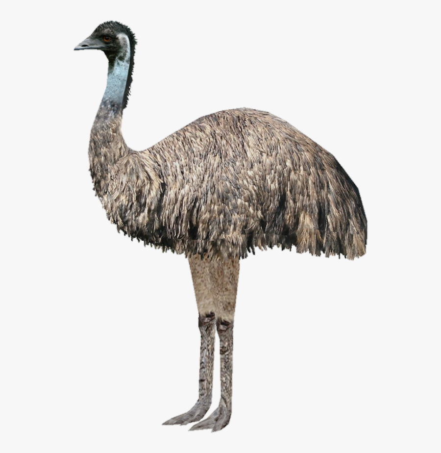 #animal #australia #cute #australiaanimal #emu - Emu Png, Transparent Clipart