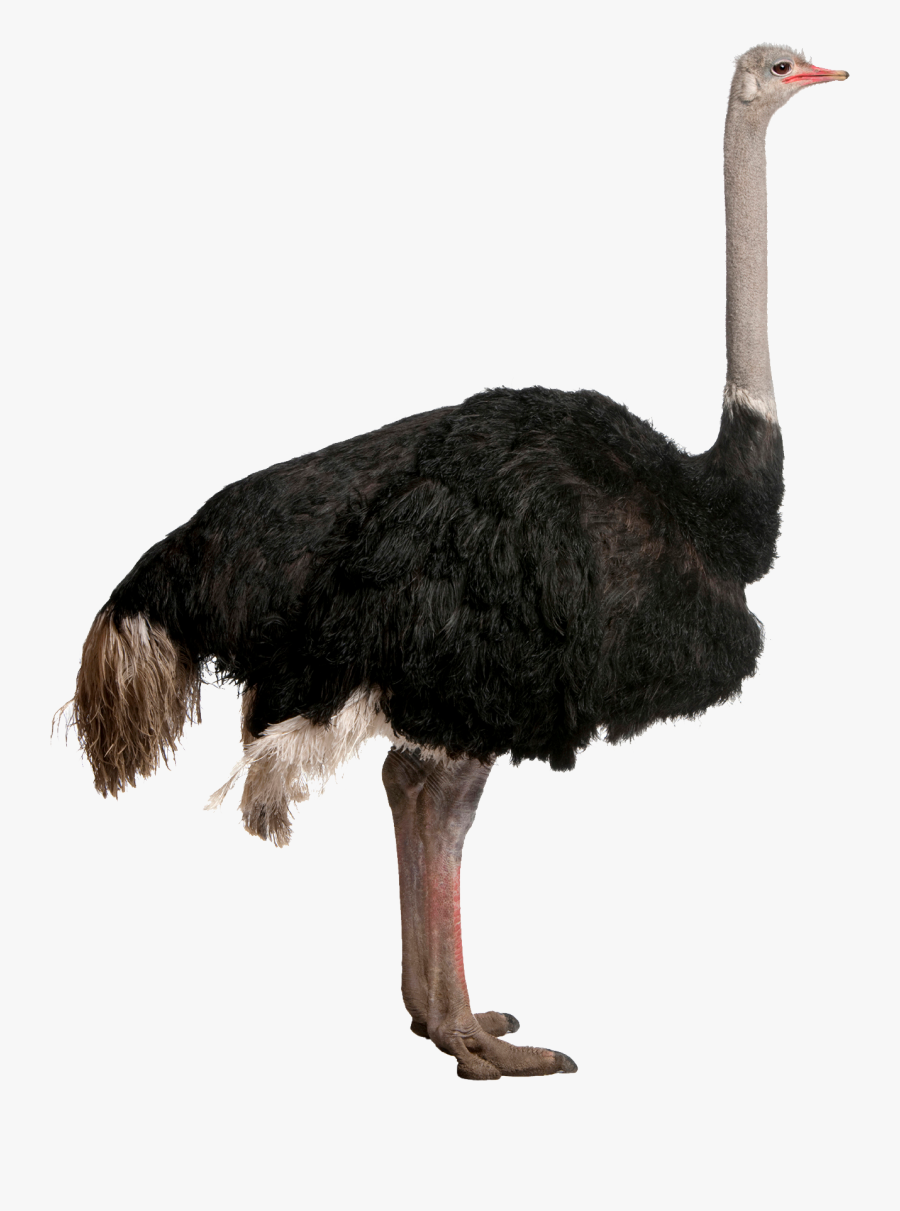 Ostrich Transparent Background, Transparent Clipart