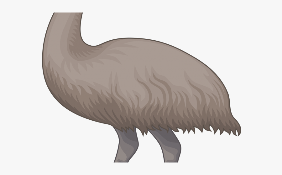 Turkey, Transparent Clipart