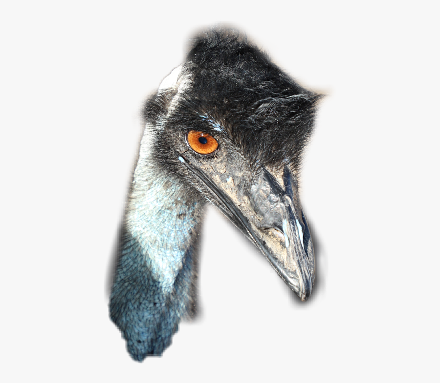 Ftestickers Bird Emu Remixit Remixed - Emu, Transparent Clipart