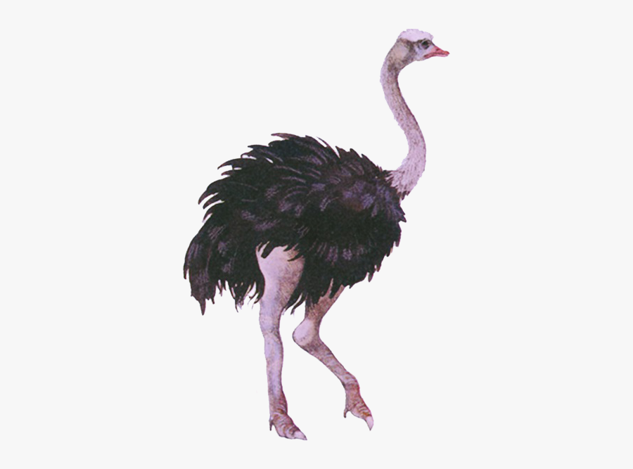 Ostrich Png, Transparent Clipart