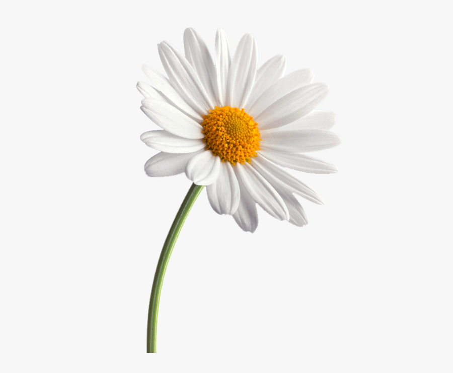 White Daisy Png Clipart Black And White Stock - Daisies Png, Transparent Clipart