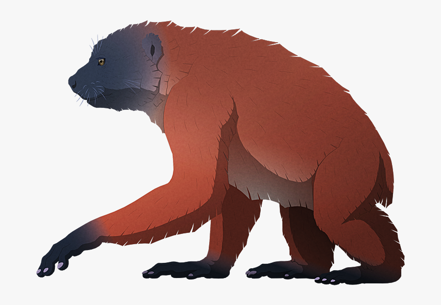 Transparent Lemur Png - Puma, Transparent Clipart