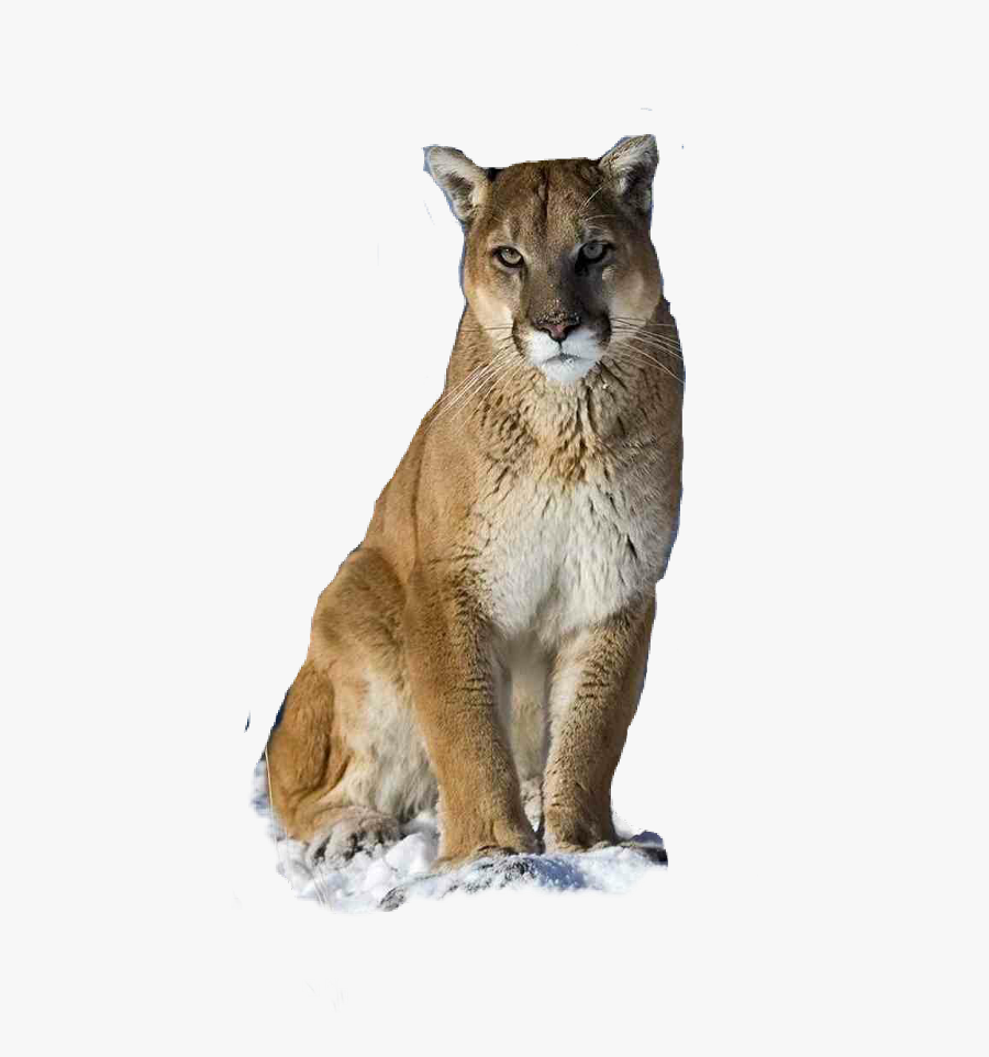 Mountain Lion, Transparent Clipart