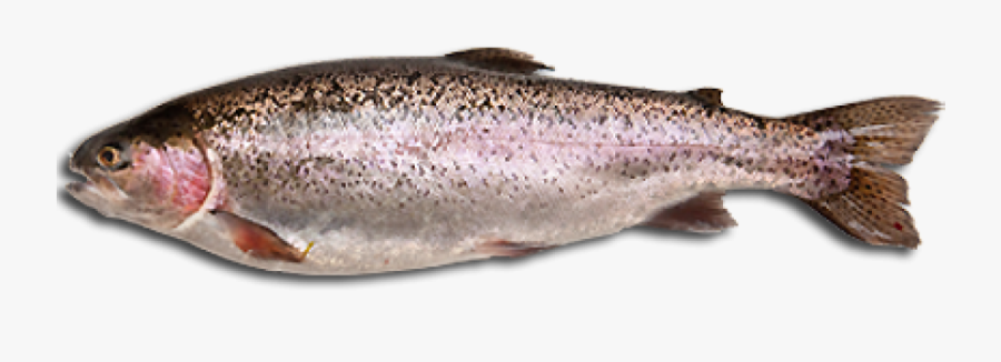 Fish Tales - Recipes - Trout Fish Transparent Background, Transparent Clipart