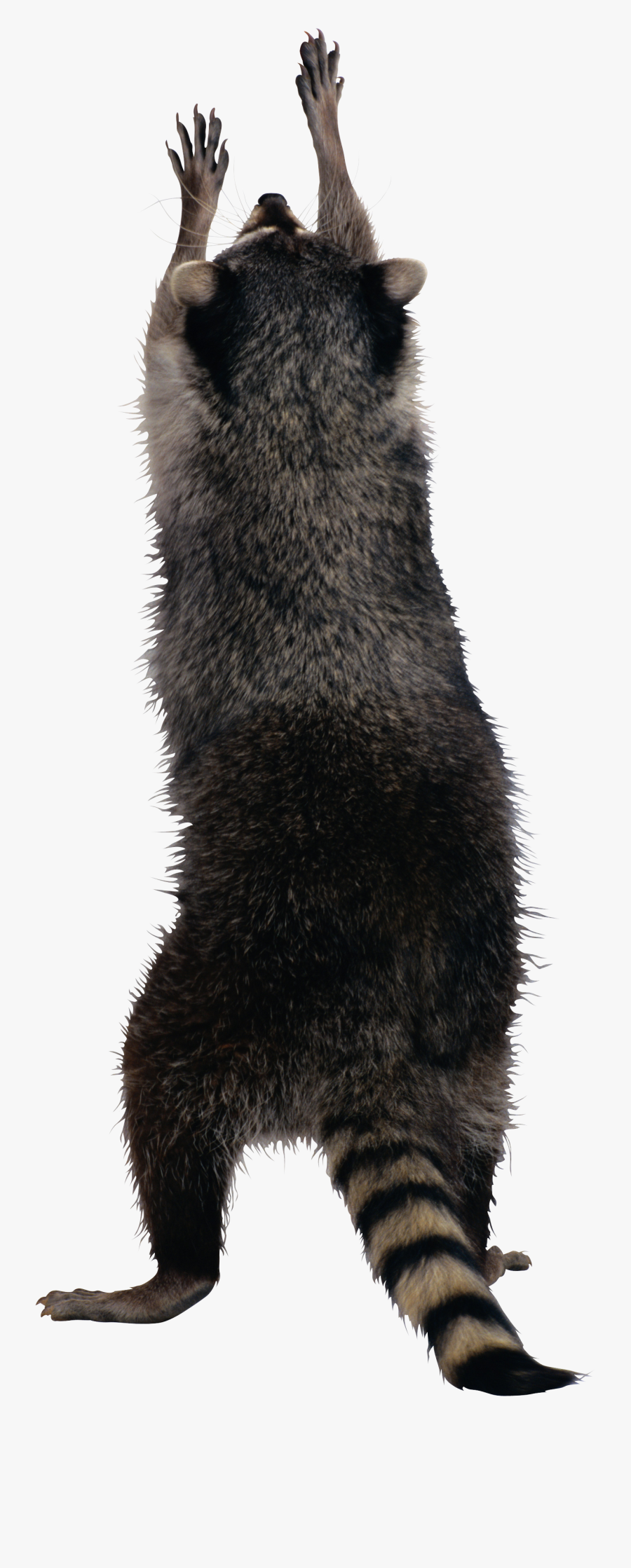 Raccoon Png - Raccoon Png - Raccoon Png, Transparent Clipart