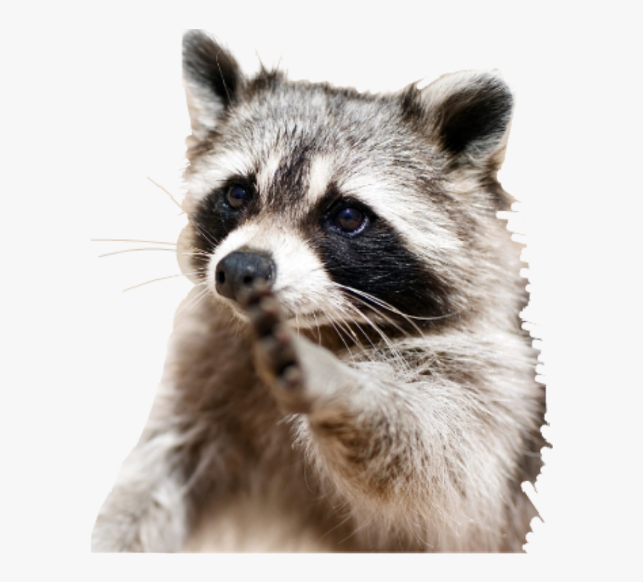Clip Art Pictures Of Racoons - Raccoon Free Stock, Transparent Clipart