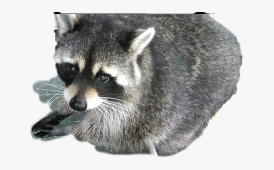 Raccoon Raccoons Redhoodfarmgang Sparkle&sassdesigns - Procyon, Transparent Clipart