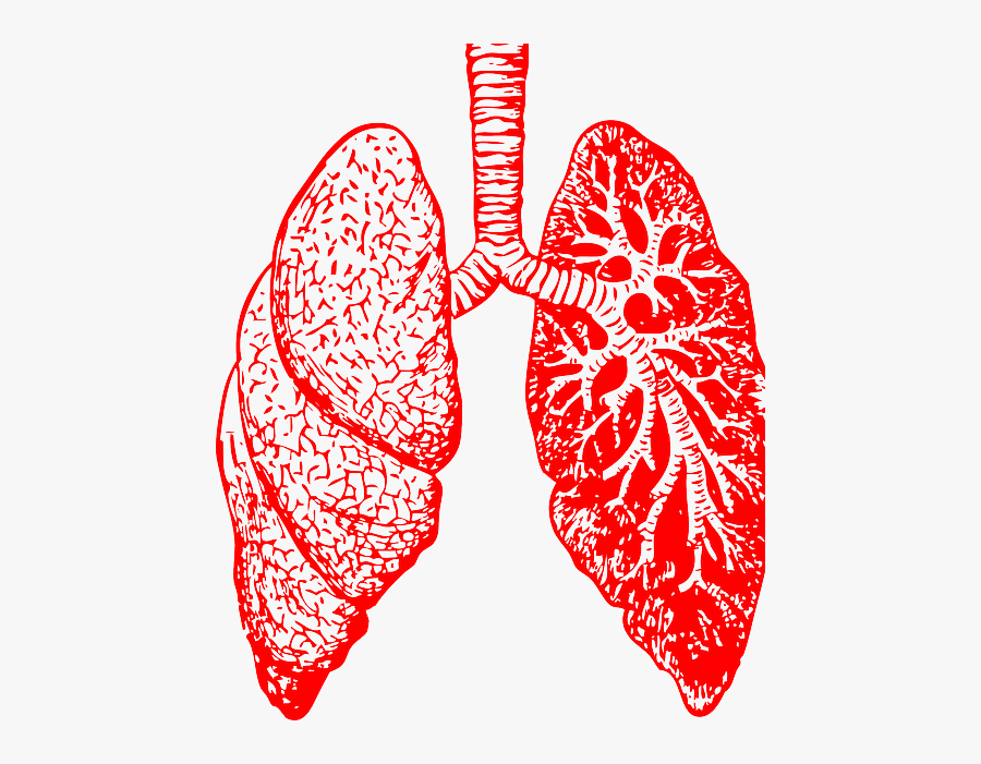 Transparent Asthma Clipart - Black And White Lungs, Transparent Clipart