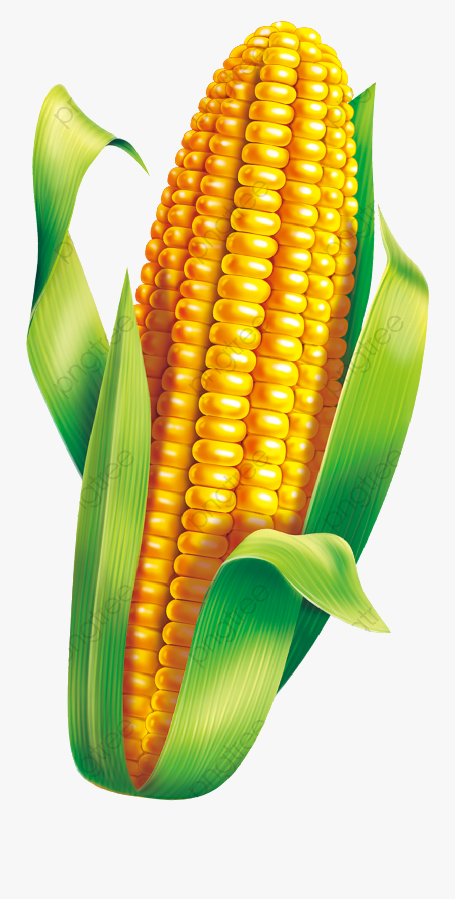 Corn Material Clipart Green Transparent Png - Corn Clipart Png, Transparent Clipart