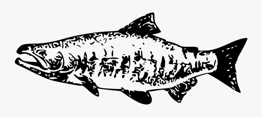 Black And White Drawing Of A Male Salmon Fish - Salmon Fish Silhouette Png, Transparent Clipart