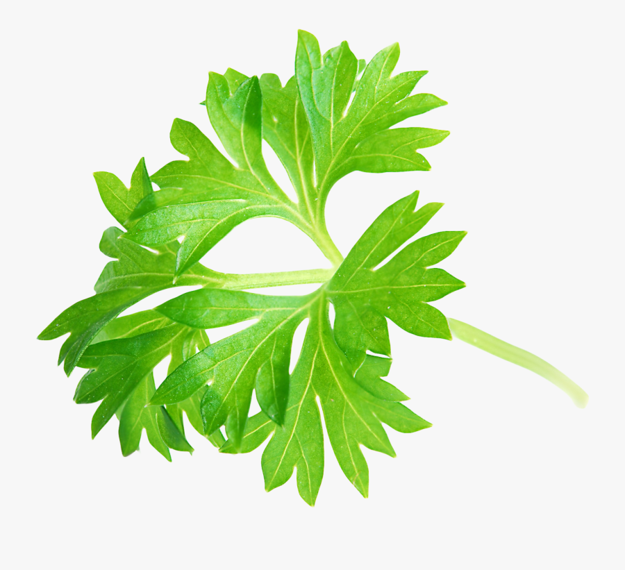 Free Download Of Leaf Icon Clipart - Parsley Png, Transparent Clipart