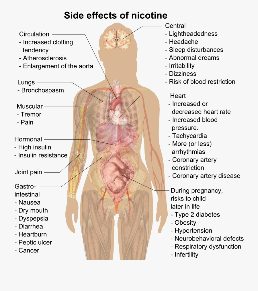 File Effects Of - Nicotine Effects, Transparent Clipart